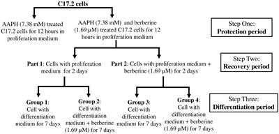 Berberine Protects C17.2 Neural Stem Cells From Oxidative Damage Followed by Inducing Neuronal Differentiation